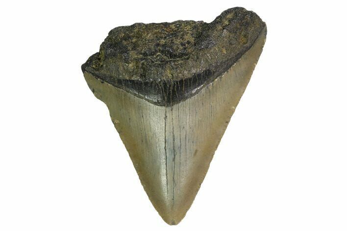Bargain, Megalodon Tooth - North Carolina #152939
